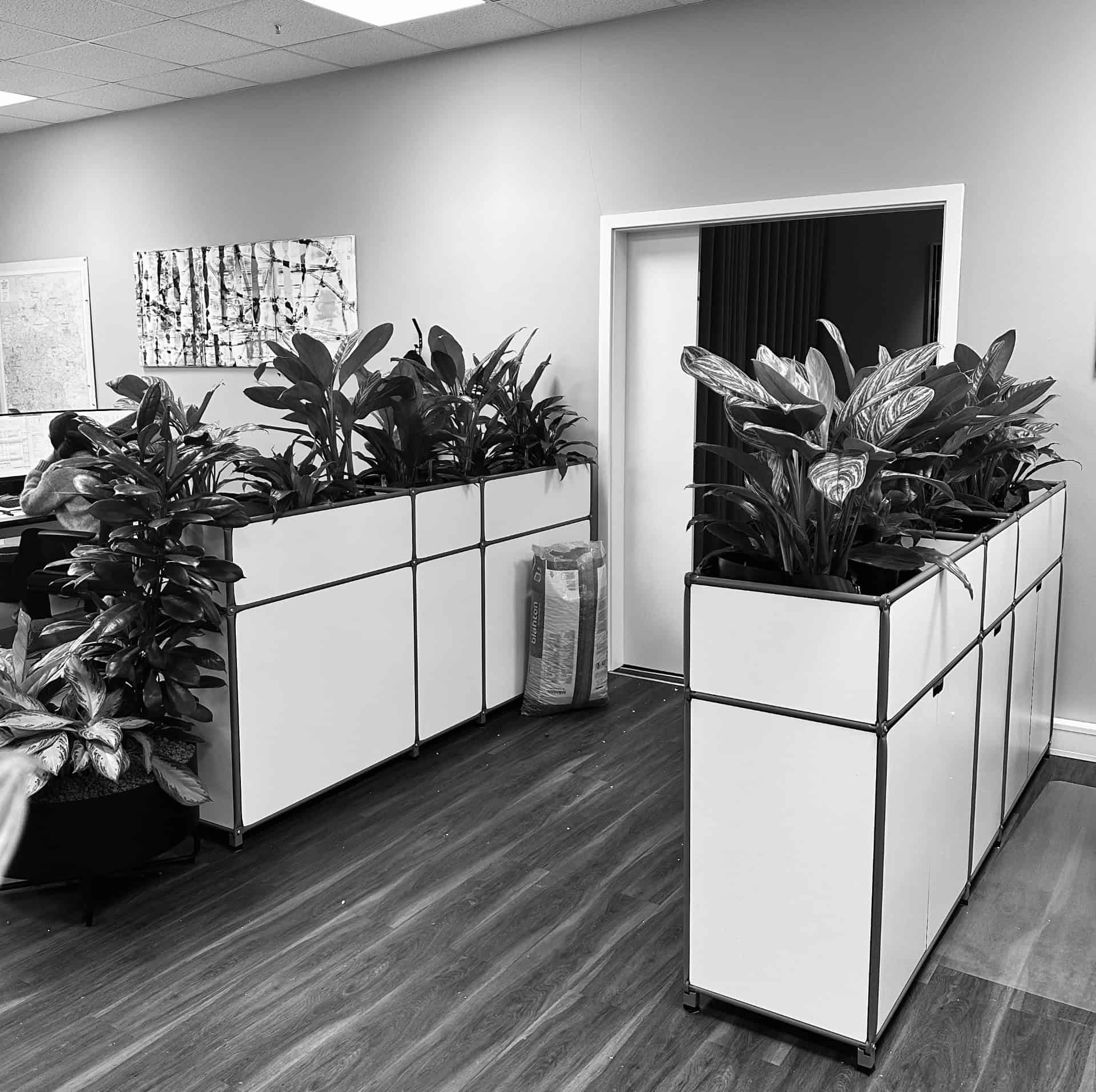 Unsere neue Bürobegrünung (03/26)